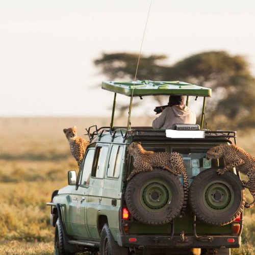 safari in jeep