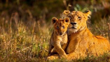 Safari 3 giorni, 2 notti (Masai Mara)