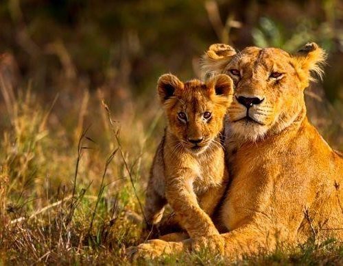 Safari 3 giorni 2 notti Masai Mara