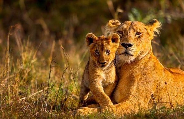 Safari 3 giorni 2 notti Masai Mara