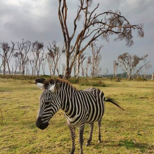 Terms and Conditions