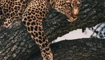 Safari 2 giorni, 1 notte (Masai Mara) con aereo