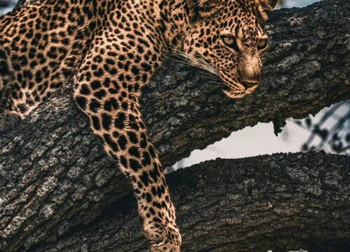 Safari 2 giorni, 1 notte (Masai Mara) con aereo