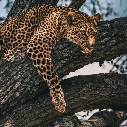 Safari 2 giorni 1 notte Masai Mara con aereo