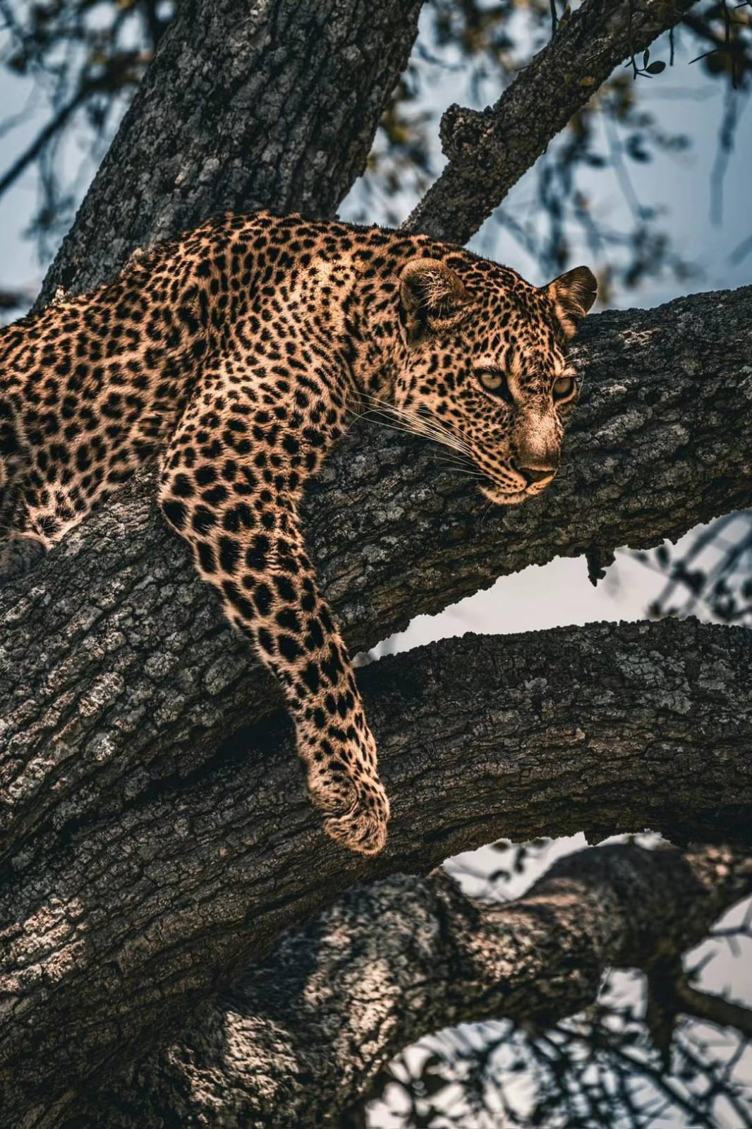 Safari 2 giorni 1 notte Masai Mara con aereo