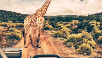 Safari di due giorni una notte (Tsavo Est)