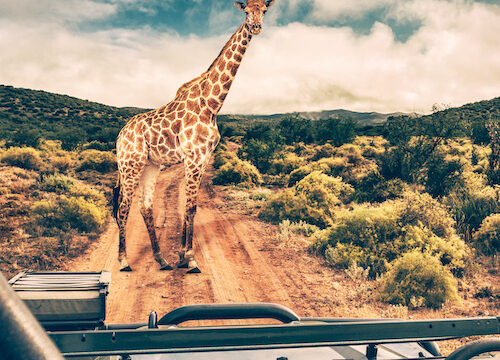 Safari di due giorni una notte (Tsavo Est)