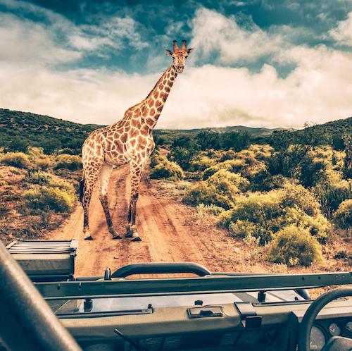 Safari 2 giorni 1 notte Tsavo Est