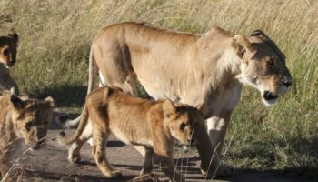 Safari 3 giorni, 2 notti (Tsavo Est & Amboseli)