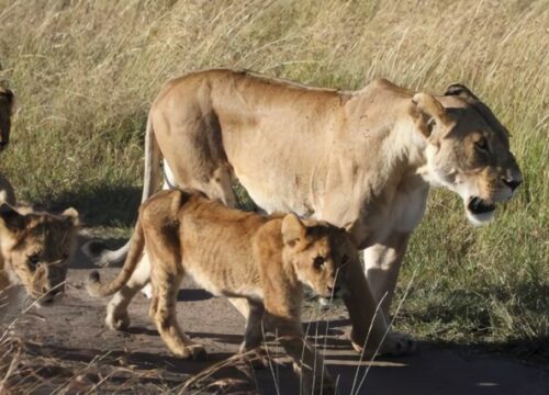 Safari 3 giorni, 2 notti (Tsavo Est & Amboseli)