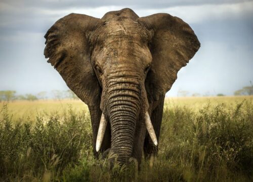 Safari di un giorno Tsavo Est