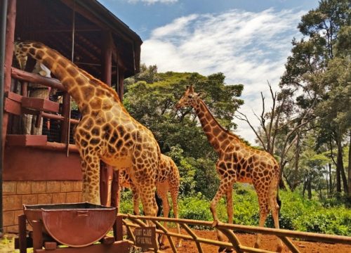 Centro Giraffa