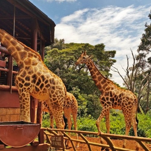 giraffe-centre-nairobi