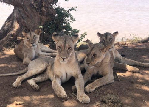 Safari 4 giorni, 3 notti (Taita Hills/Amboselli/Tsavo Est)
