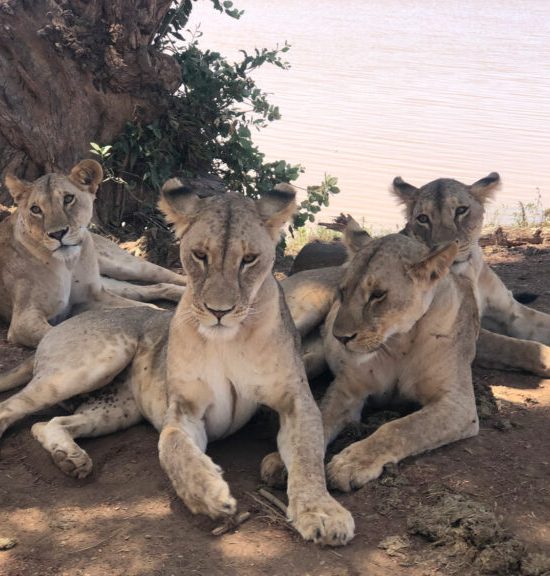 Safari 3 giorni 2 notti Tsavo Est e Amboseli