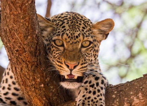 Safari 6 giorni, 5 notti (Masai Mara)