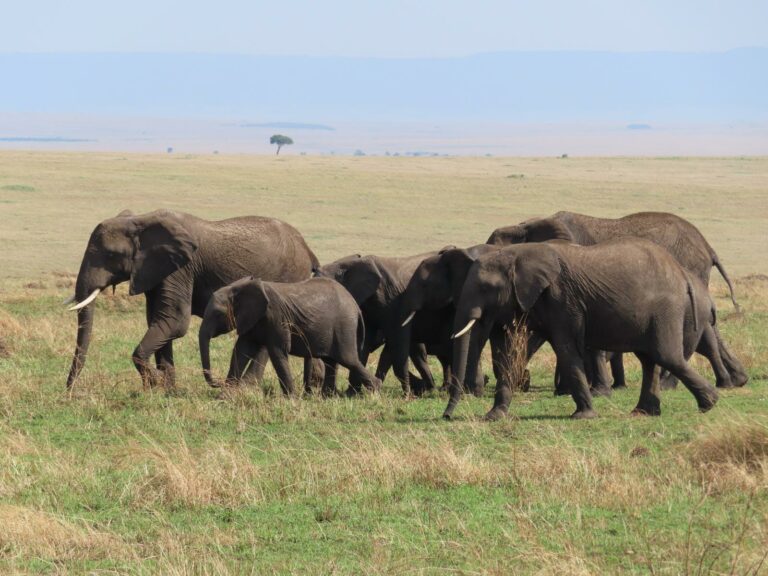 Amboseli e Tsavo Est