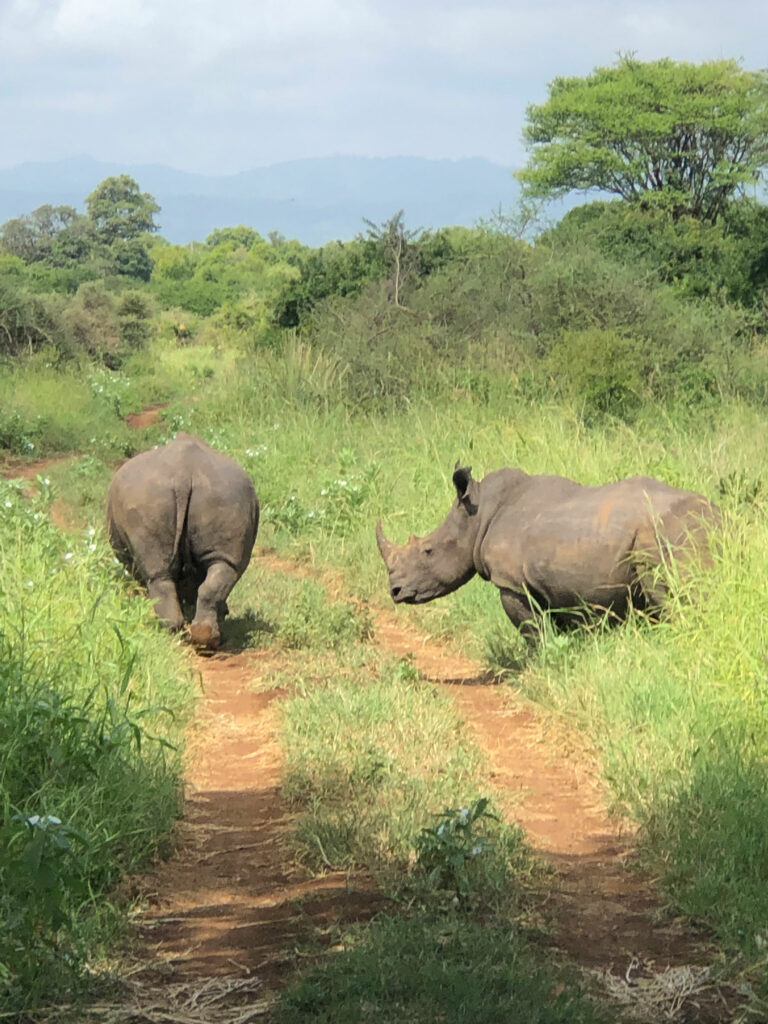 Safari 7 giorni 6 notti Masai mara lago nakuru Amboseli Tsavo est Tsavo ovest