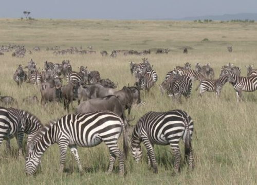 Safari 4 giorni, 3 notti (Masai Mara/ Lago Nakuru)